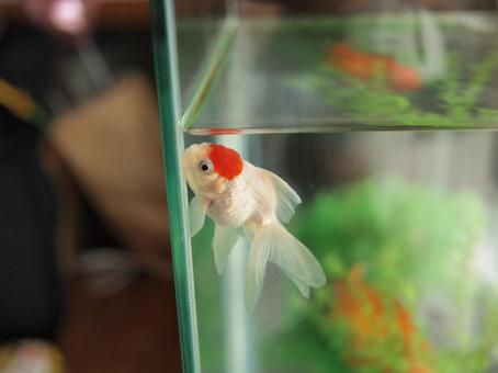 金魚10 金魚10の写真