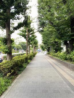 大通り沿いの歩道 大通り沿いの歩道の写真