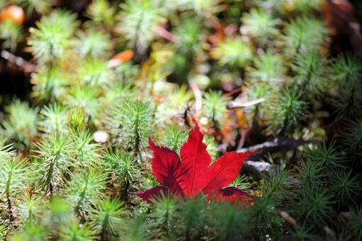 紅葉の落ち葉と苔 紅葉の落ち葉と苔の写真